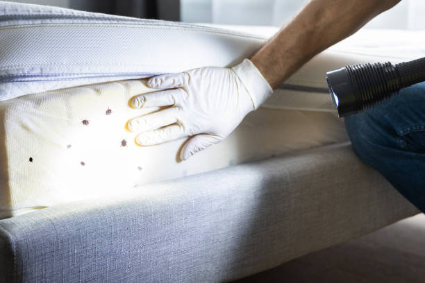 Best Wasp Removal Services  in Port Republic, NJ